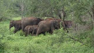 Elephants in Udawalawe National Park - Sri Lanka