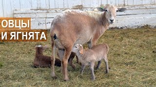 ЭКСТЕРЬЕР И ОСОБЕННОСТИ содержания и разведения овец Катумской породы.