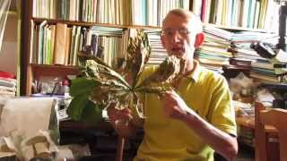 Спасите Каштаны в Киеве! Каштановая моль Cameraria ohridella в Киеве, Украина 29.07.2014