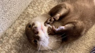 だるまさんがころんだする？カワウソと猫 An otter sleeping with a cat you want to play