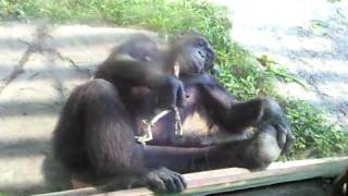 Picasso Chimp
