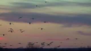 The Highview - Spring Snow Goose Hunting