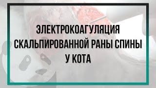 Бесконтактная SPRAY электрокоагуляция скальпированной раны спины у кота