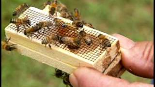 Beekeeper Pioneers Story: 100% Pure Honey