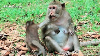 ELvis Life 18 - Monkey Weaning Baby Primate