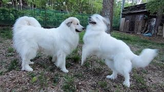 お散歩途中でクッキーちゃんと合流しました　Great Pyrenees　グレートピレニーズ