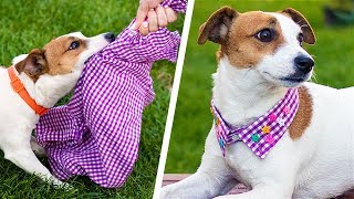 13 Cute Dog Hacks! Paw-sitively Creative DIY Crafts