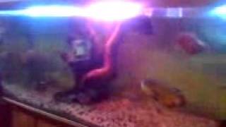 oscar and parot fish