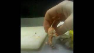 УБИЙСТВО!!!!!!! ЖЕСТЬ!!!!