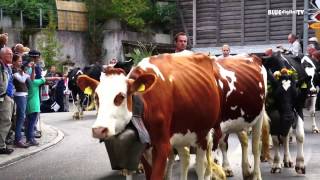 Alpabfahrt Rämisgummen 2013