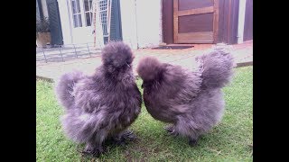 Poules soie (Nègres soie)