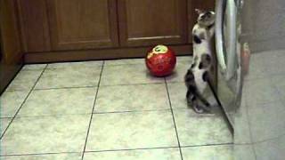 fanny video astio.... pexnidiara gata (прикольная кошка ) my cat