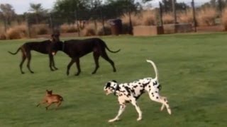 Tiny Dog vs. Dog Park