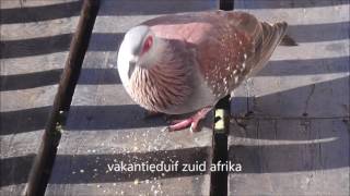 lente in aantocht
