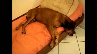 Cachorro dormindo, sonhando e caindo !!!