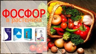 ФОСФОР