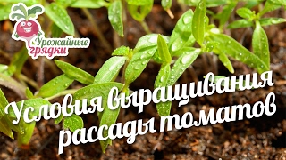 Условия выращивания рассады томатов #urozhainye_gryadki
