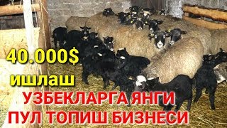 УЗБда 40.000$ пул ишласа булади Романов куй бокиш бизнес