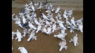 СИРИЙСКАЯ ТАКЛА !!! Показ полнои КОЛЕКЦЫИИ ( АРТУР МАГОМЕДОВ / г. Нефтекумск (Нефтекумский район))