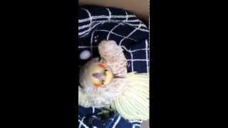 cockatiel attack :D