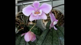 Phalaenopsis schilleriana
