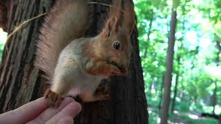 Покормил подросшего бельчонка / Fed the grown-up squirrel