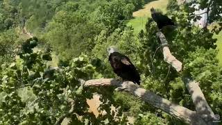 Decorah Eagles 6-29-18 DM joins Mom on the Y