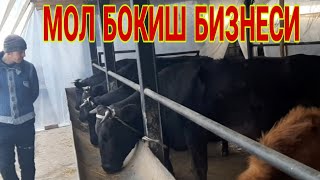 У. З .Б. ДА МОЛ БОКИШ Хакида
