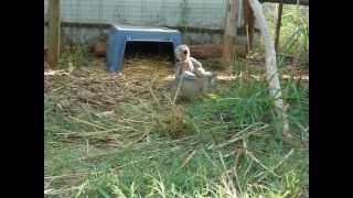 How loud does a baby Bobcat "roar"?