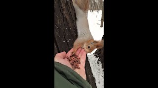 Голодный бельчонок учится есть с ладони / Hungry squirrel learns to eat from the palm of his hand
