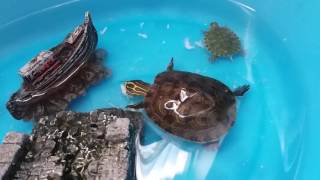 Tartaruga d' acqua che mangia gambero fresco!!