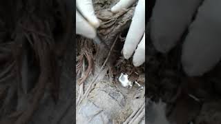 glutea inferior y pudenda interna