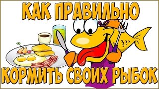 КАК ПРАВИЛЬНО КОРМИТЬ АКВАРИУМНЫХ РЫБОК