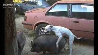 Strange Animal Mating With Other Animals 2018