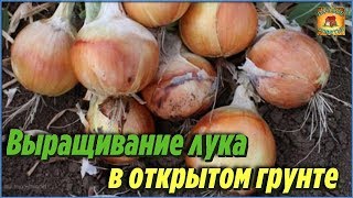 Хитрости огородникам, которые помогут вырастить рекордный урожай лука. Дачные советы и рекомендации