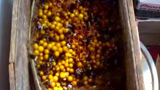 Гнездо  шмелей - Bombus terrestris