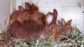 Новозеландский кролик goodrabbit.com.ua