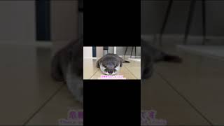 部屋のど真ん中でぽつんと寝始めるカワウソがカワイソウ Otter sleeping in the middle of the room