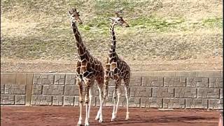 Как спариваются жирафы  Giraffe mating