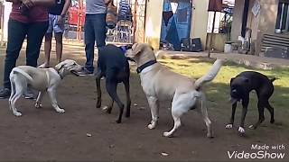 Gala time at ZOIC Pet Park.