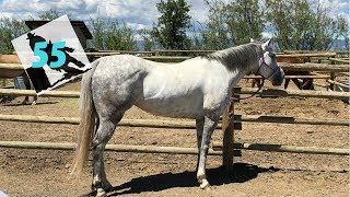 Barrel Racer Life - Episode 55