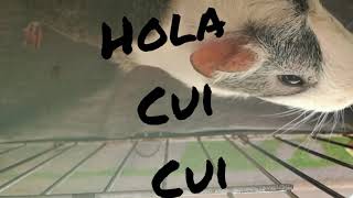 Como hacer una ensalada para cobayas | Kuki Cobaya