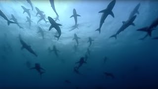 Thousands of sharks visit a sea mount | Blue Planet: A Natural History of the Oceans | BBC