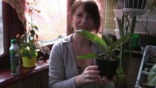 Давняя мечта орхидея Coelogyne cristata ♡ распаковка посылки с орхидеей