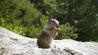 Yosemite National Park USA Honeymoon 2017