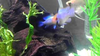 Electric Blue Rams Spawning