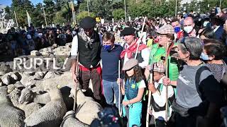 Baby don't herd me - 1,000 sheep and 100 goats cross Madrid during Festival of Transhumance
