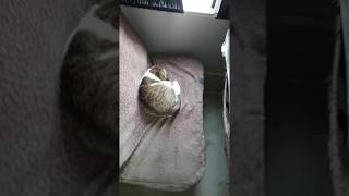 В керченской маршрутке кошка родила котят