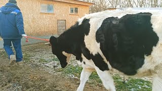 ❗СЛЕДУЮЩИЙ НА ВЫХОД? КУДА МЫ ПОДЕВАЛИ ТЕЛОК? И БЫЧКОВ?