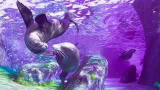 Positive Aura Cleanse | 528Hz Miracle Meditation | Stress Relief Healing | Sound Healing Energy